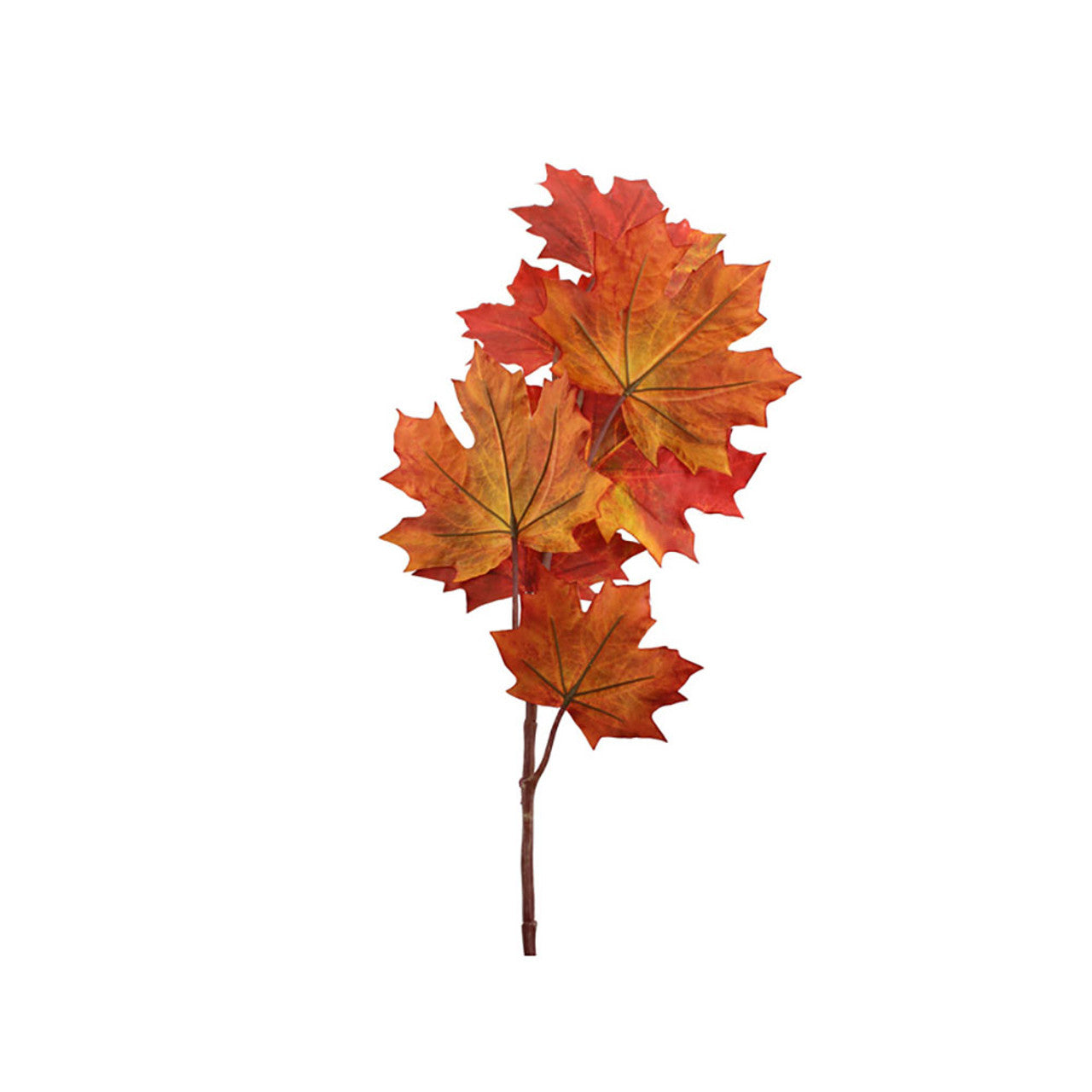 Sugar Maple Stem