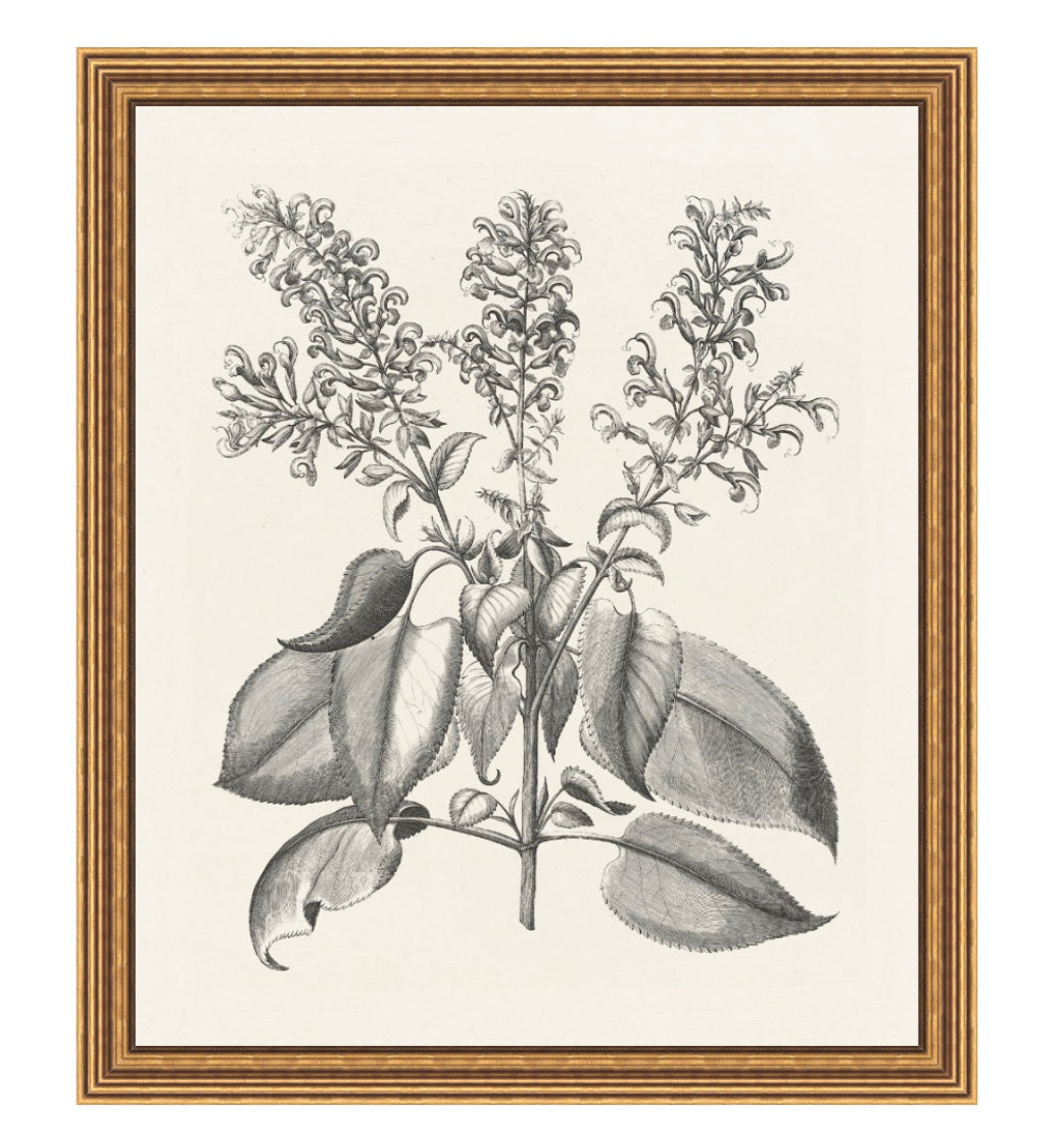 Bessler Study in Neutral 10