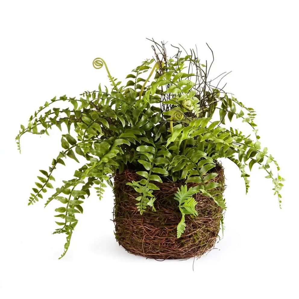 Boston Fern 12" Drop - In