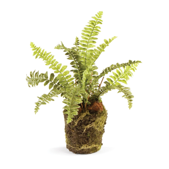 Boston Fern 9" Drop In