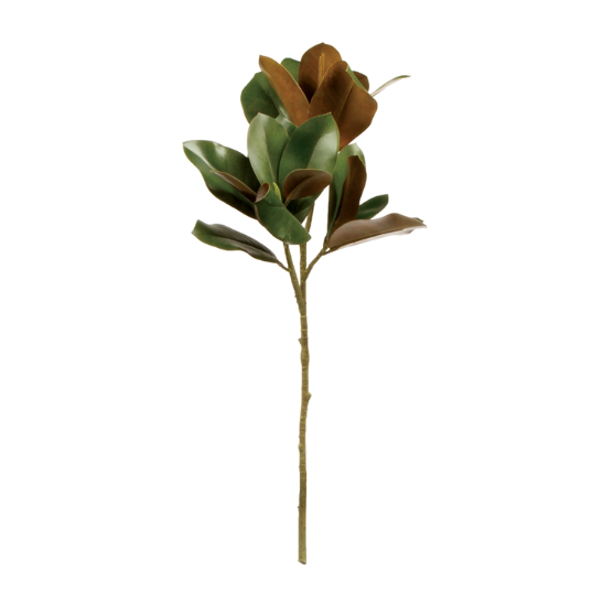 Magnolia Leaf Stem