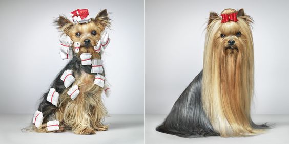 Dogs