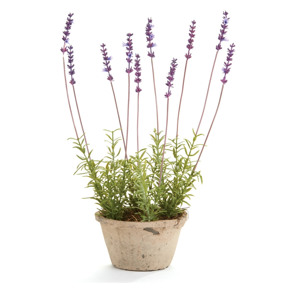 17" French Lavender Potted