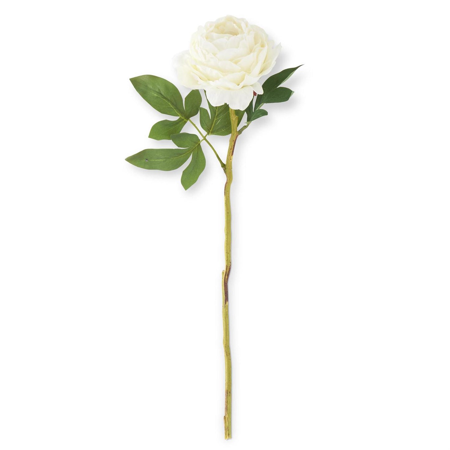 27" Peony Stem