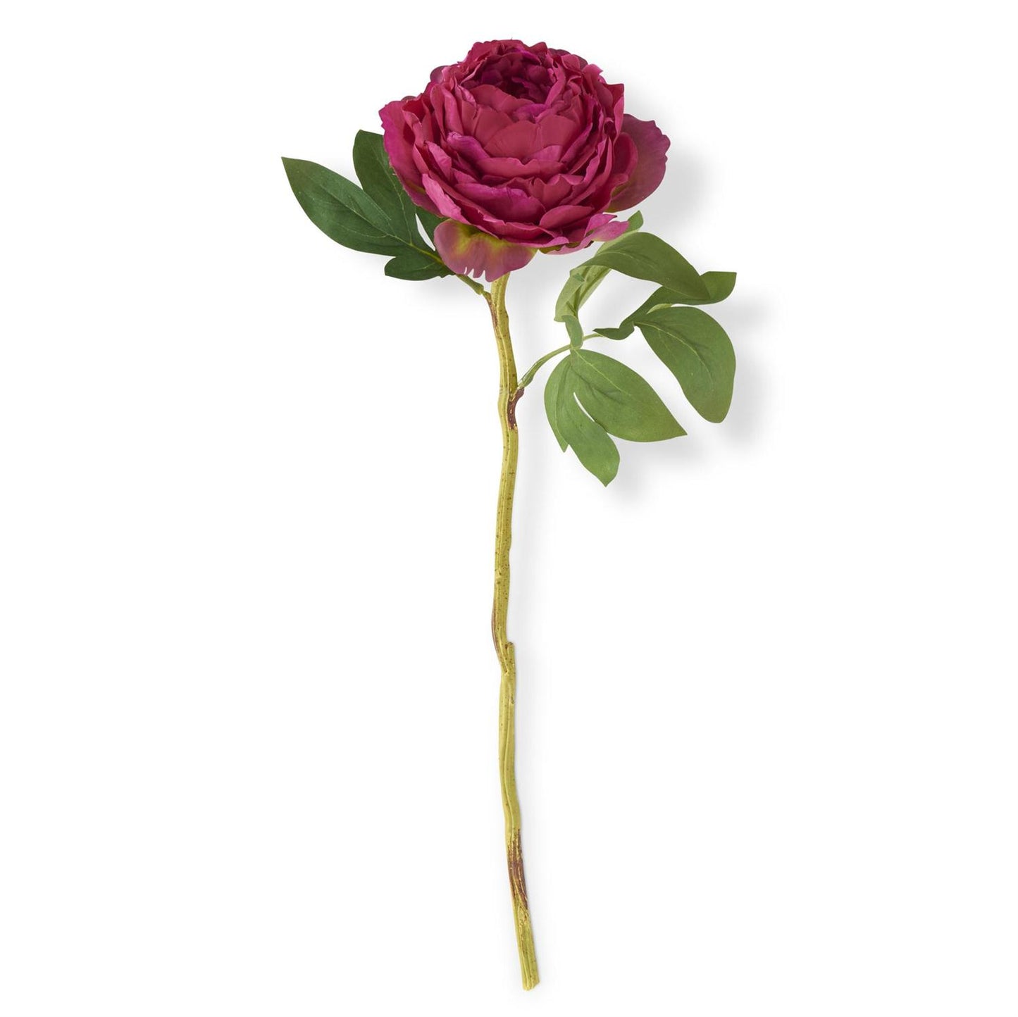 27" Peony Stem