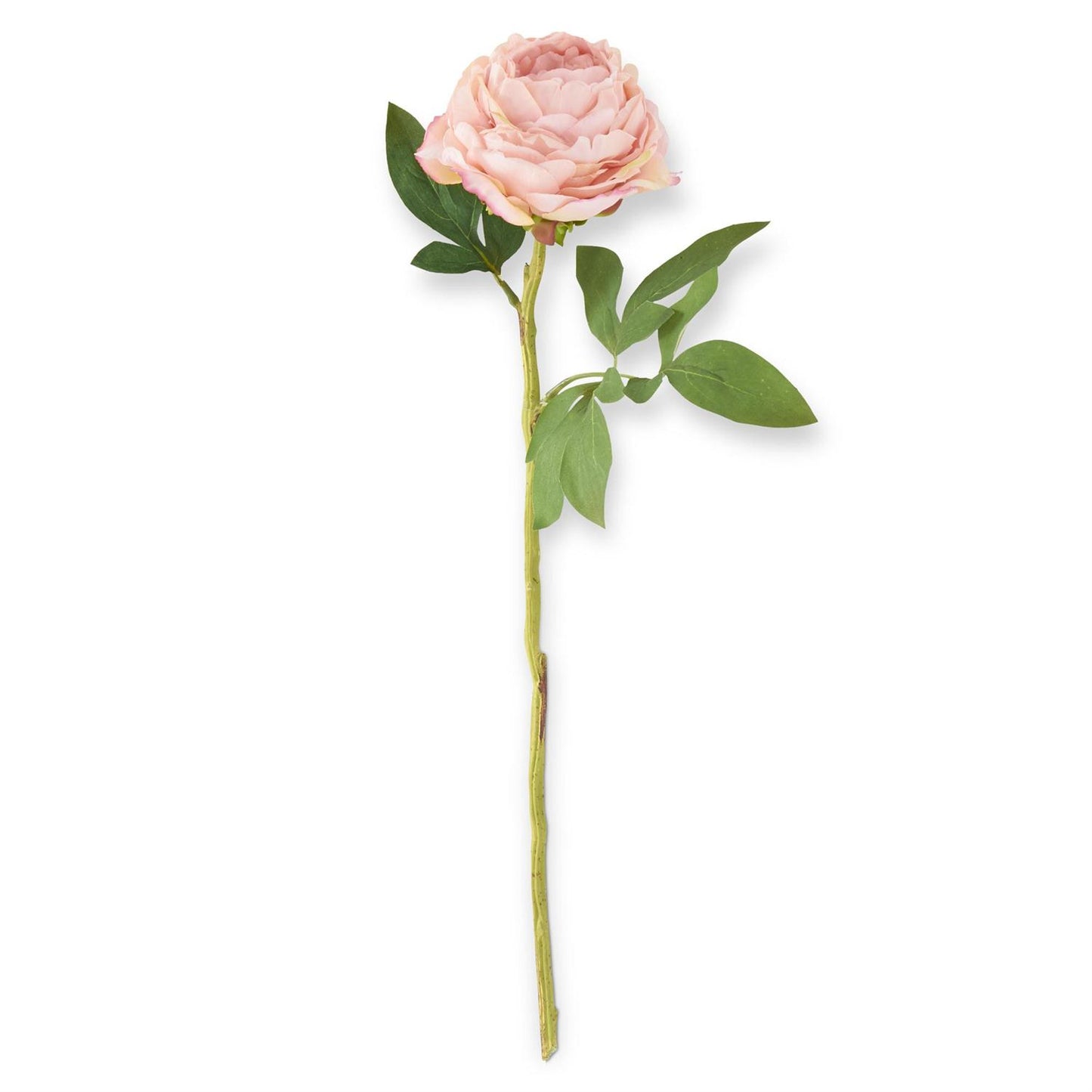 27" Peony Stem