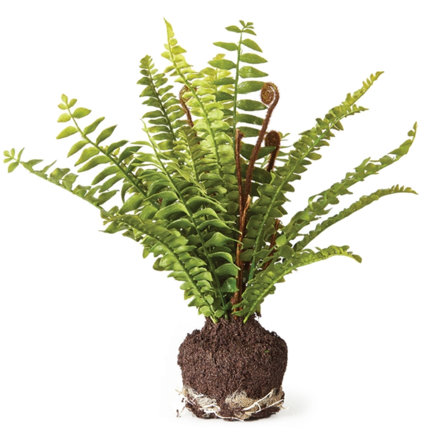 Boston Fern 11" Drop-In