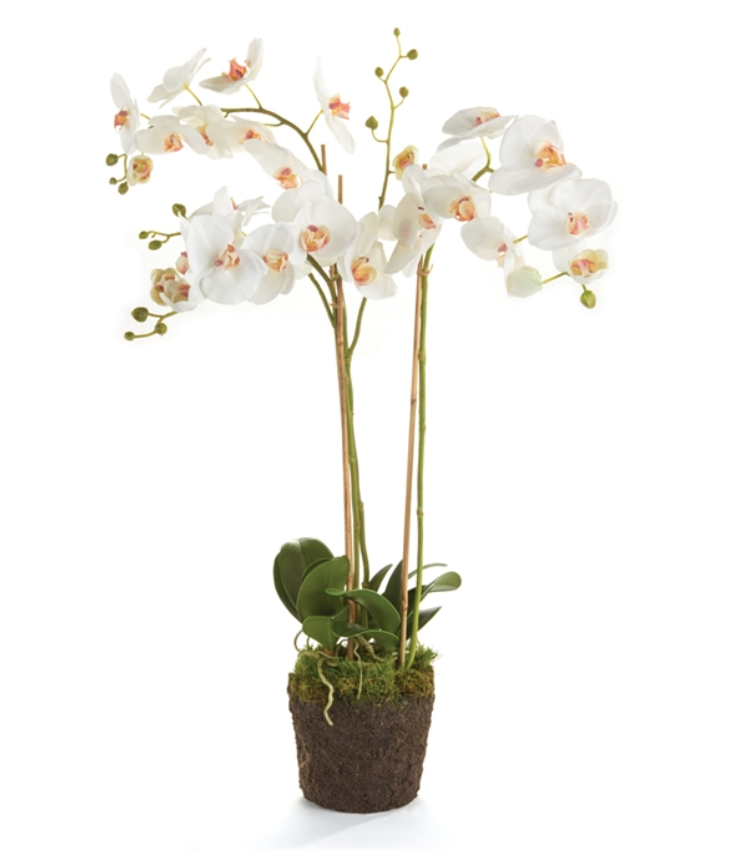 Phalaenopsis Orchid Drop-In