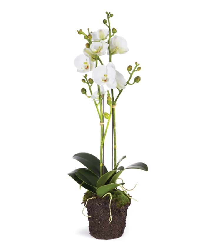 Phalaenopsis 23" Drop-In