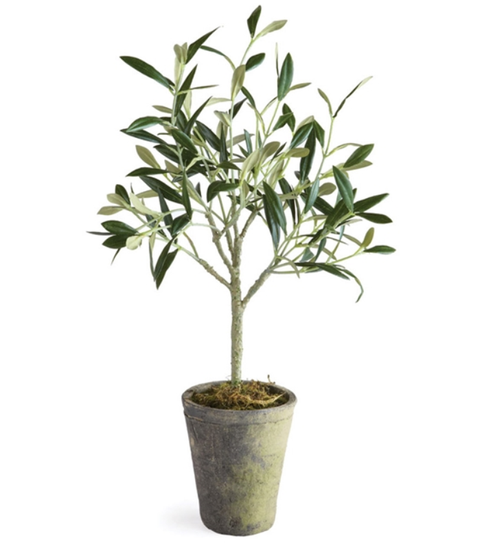 potted olive plant Porch & Petal DI1214 Olive Tree Potted, 17"
