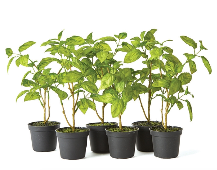 Basil Drop-In