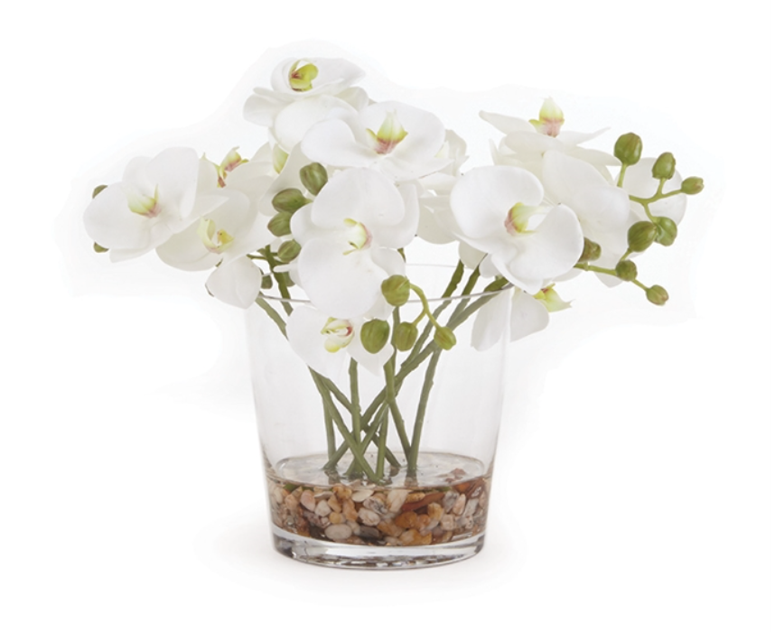 Phalaenopsis Arrangement 8.5"
