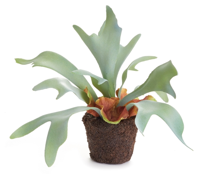 STAGHORN FERN DROP-IN 9"