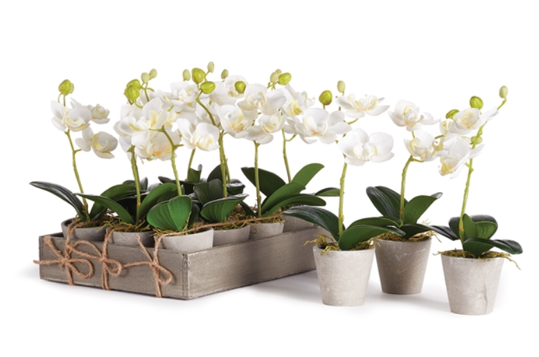 Mini Phalaenopsis 9" Potted