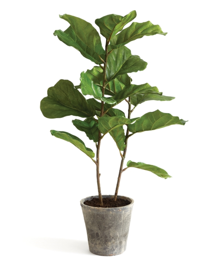 Potted Fiddle Leaf Fig Tree 43"