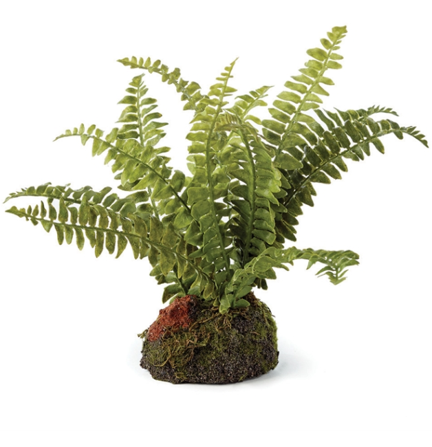 Boston Fern 7" Drop In