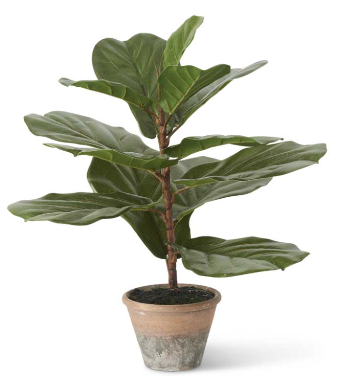 24" Fiddle Leaf Fig Tree