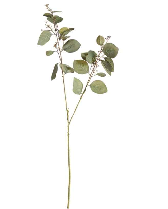 Silver Dollar Eucalyptus