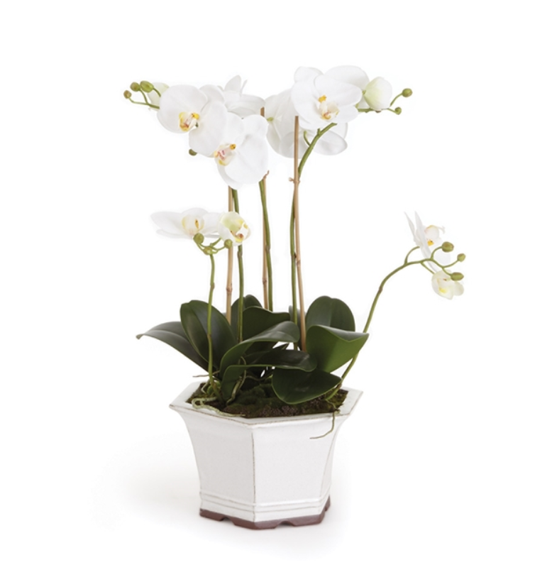 Phalaenopsis in Ceramic Pot 18.5"