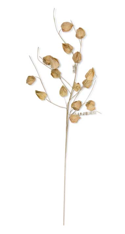 Chinese Lantern Spray