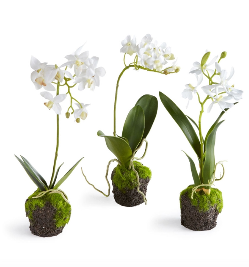 Dendrobium Orchid Drop-In 12"
