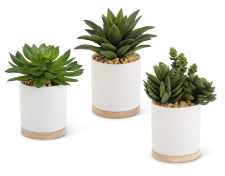 Succulent in Ceramic White Pot