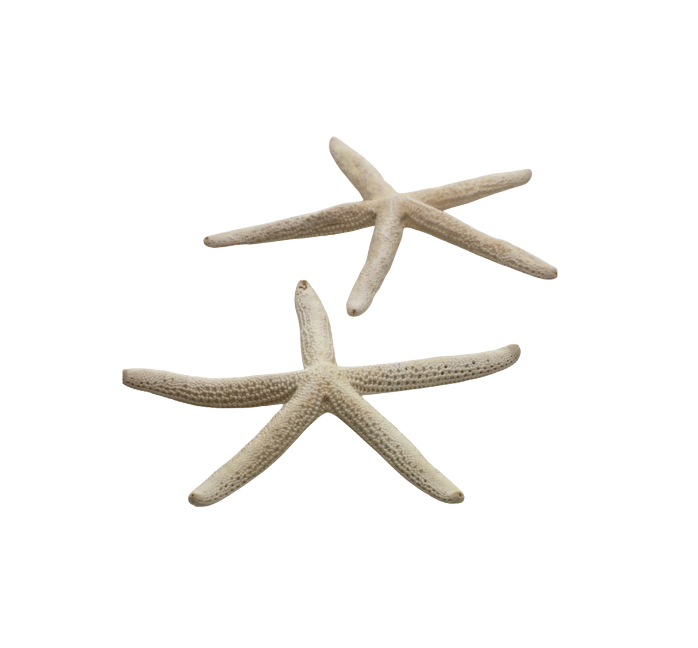 White Starfish