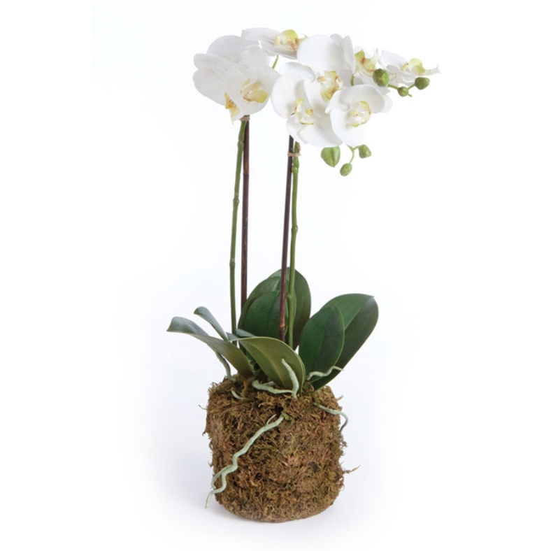 23" Orchid