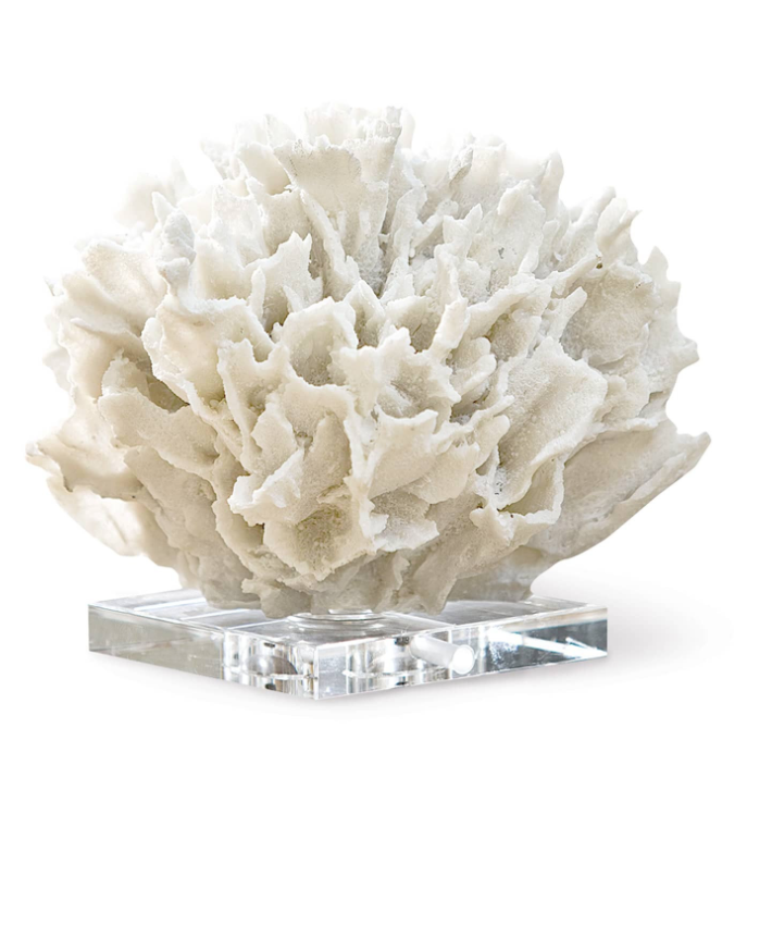 Ribbon Coral