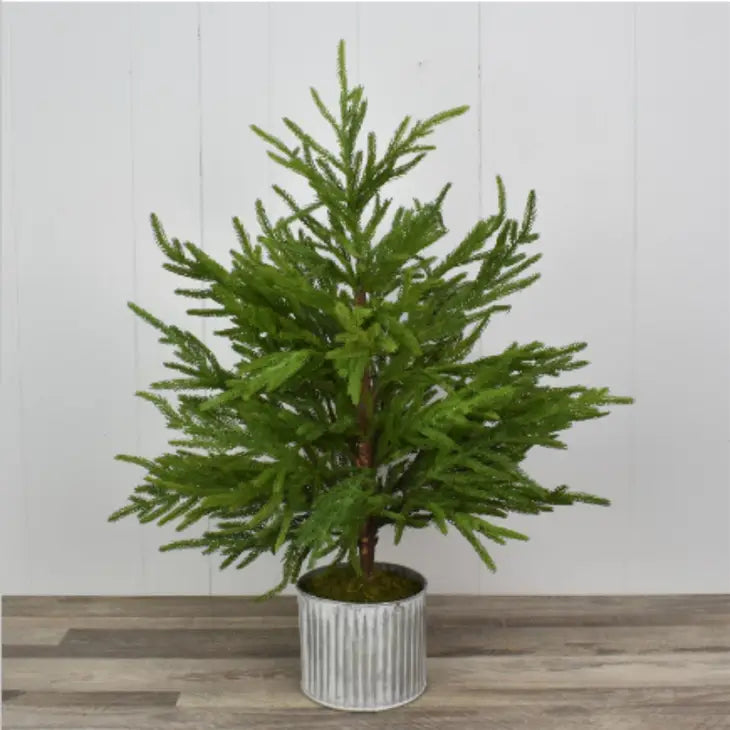 28” Norfolk Pine Tree