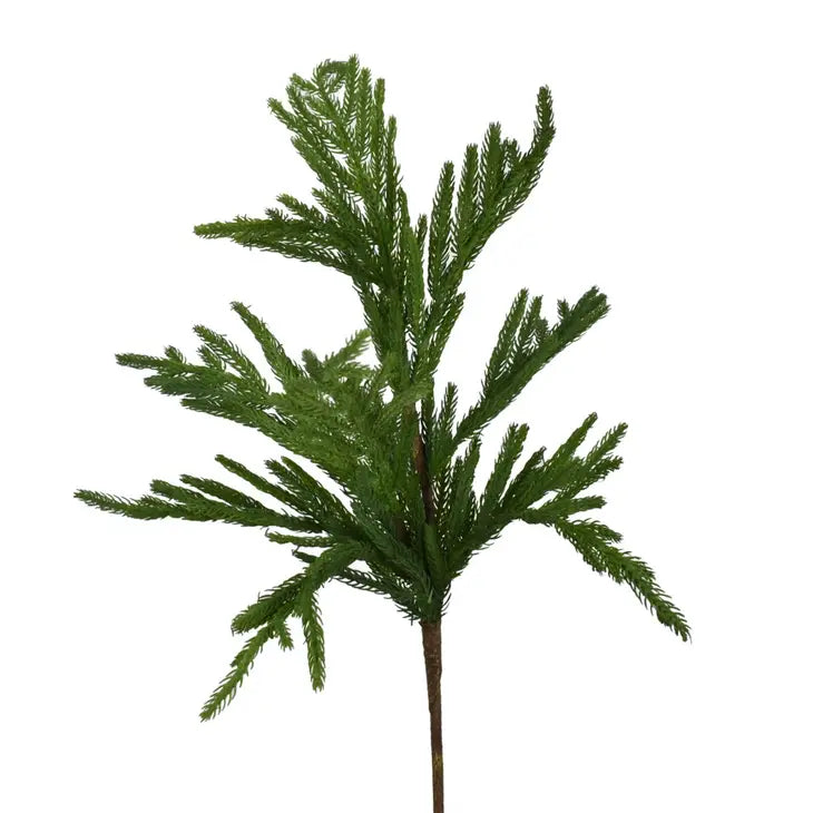 Short Needle Norfolk Pine Branch