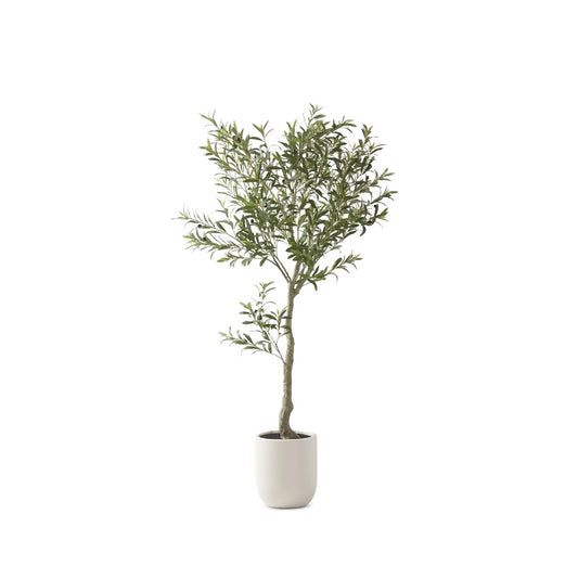 6.5 Ft Potted Olive Tree