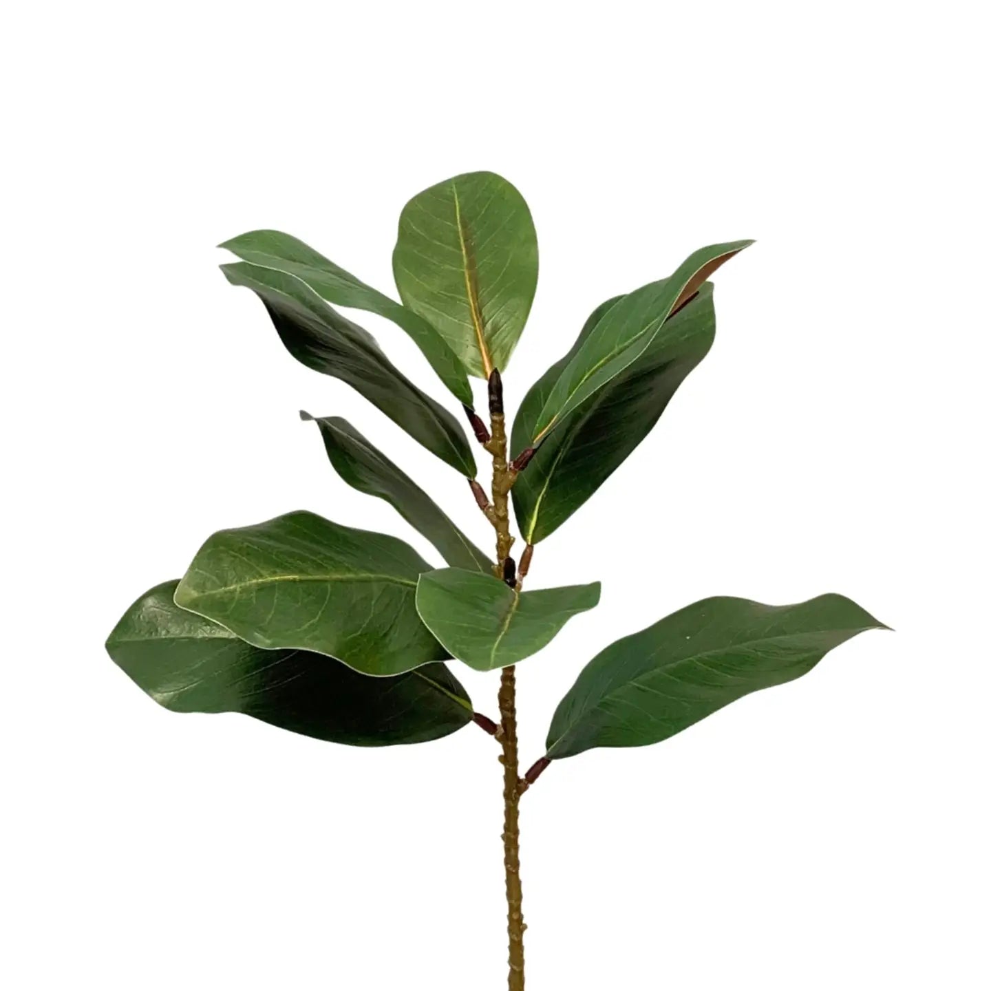Eastern Green Magnolia Leaf Spray
