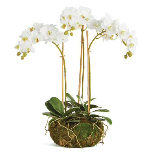 Phalaenopsis 16" Mini Garden Drop In