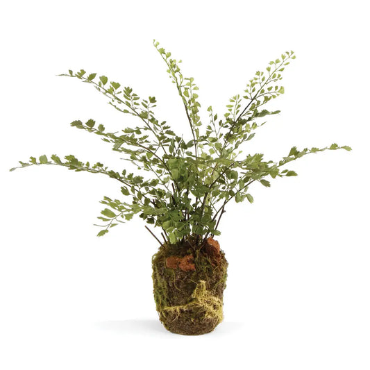 Maidenhair Fern Drop In 13"