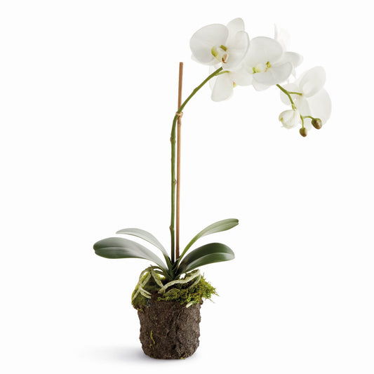 Phalaenopsis Drop in 21"