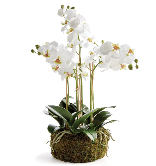 Phalaenopsis Orchid Bowl Drop In 20"