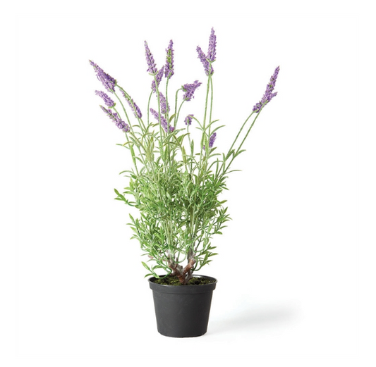 18" French Lavender Drop-In