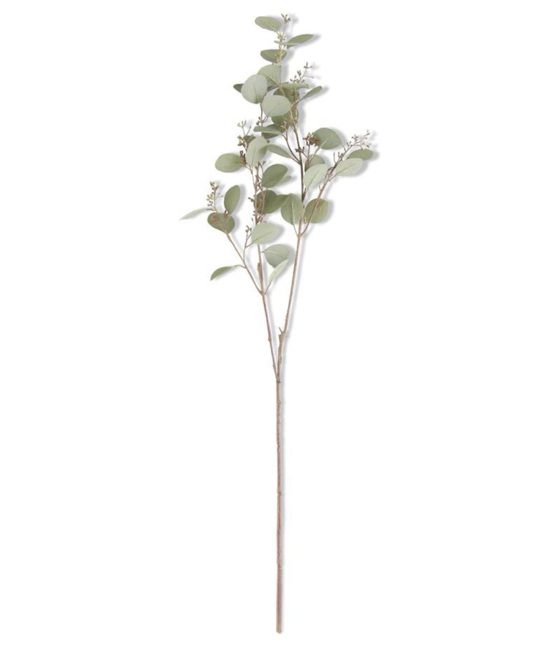 Budding Eucalyptus Stem 33in
