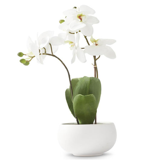 13.5" Phalaenopsis Orchid