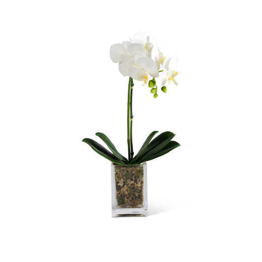 17" White Orchid