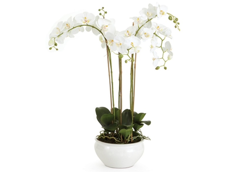 30" Orchid in Ceramic Bowl