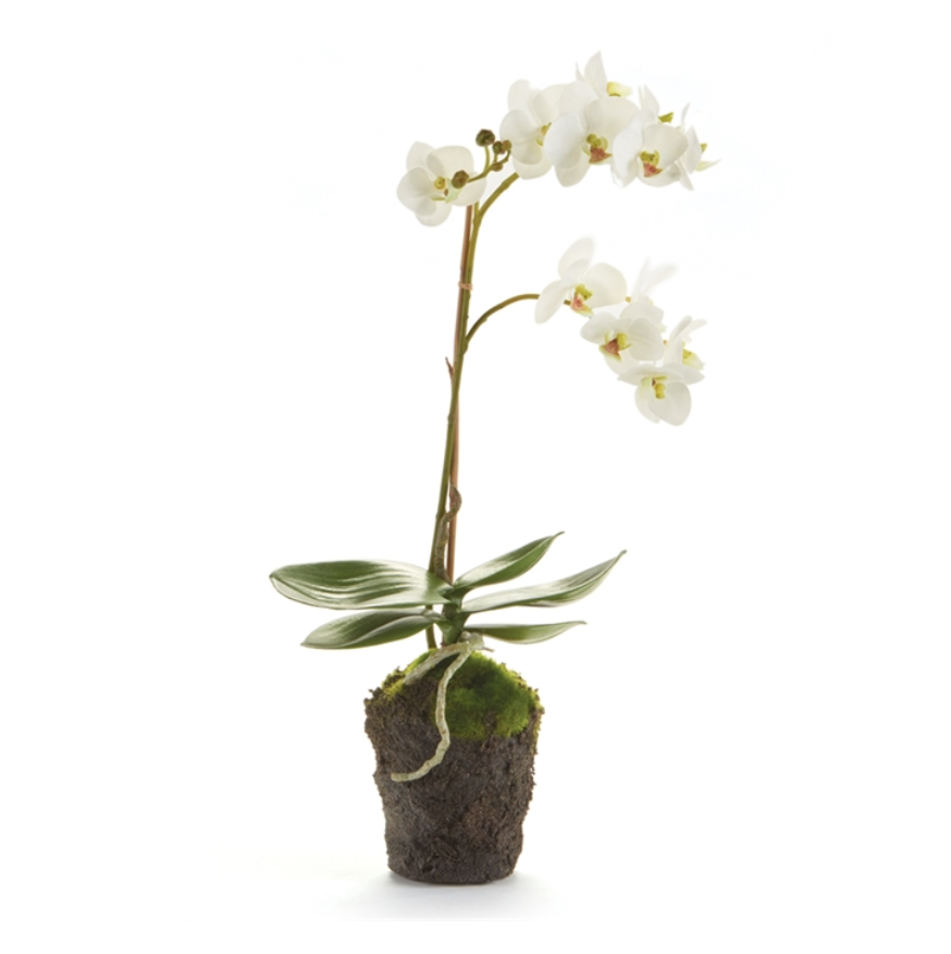 Concrete Pot with Orchid