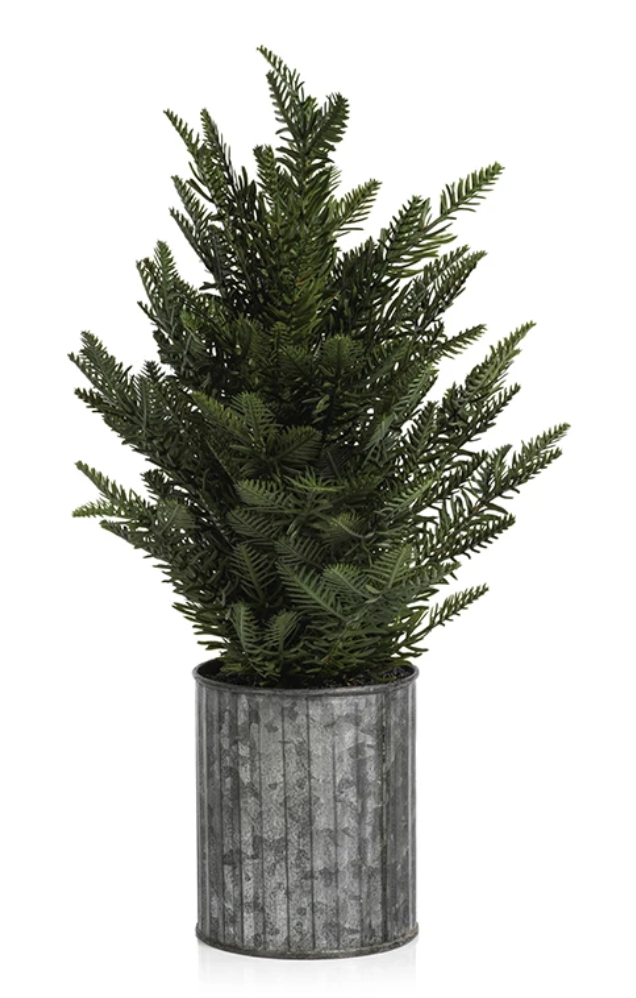 Pine in Galvanized Pot