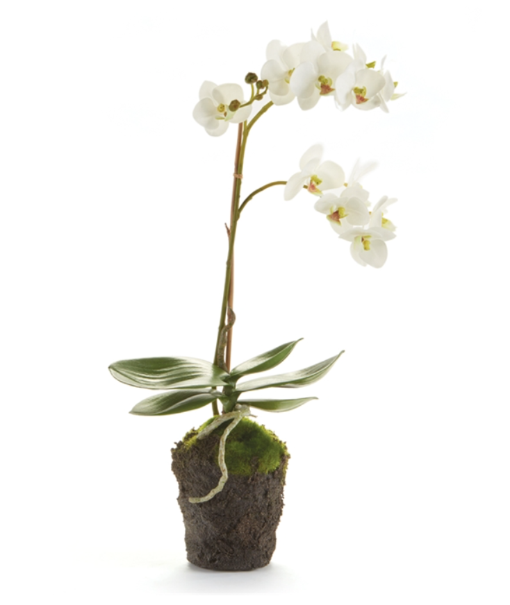 Phalaenopsis Orchid Drop-In 17"