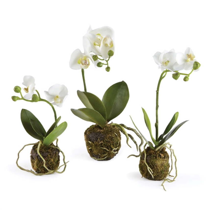 Mini Orchid Drop-In