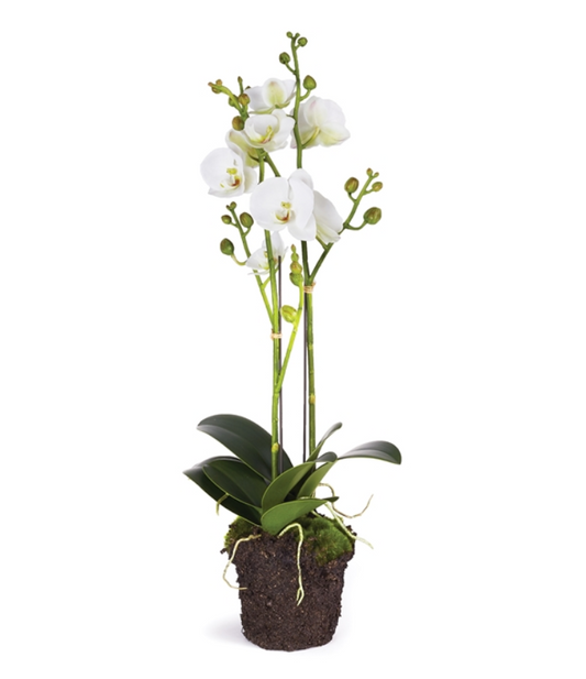 Phalaenopsis 23" Drop-In