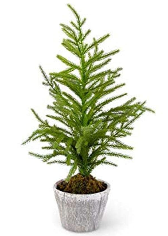 Norfolk Pine Tree in Gray Pot