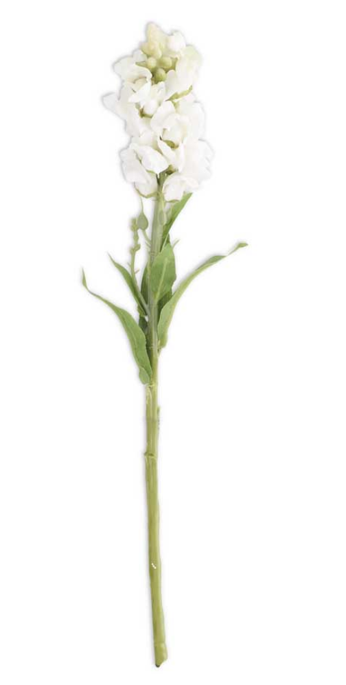 White Stock Flower Stem