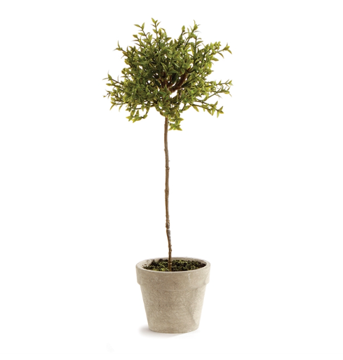 Thyme Topiary 13"